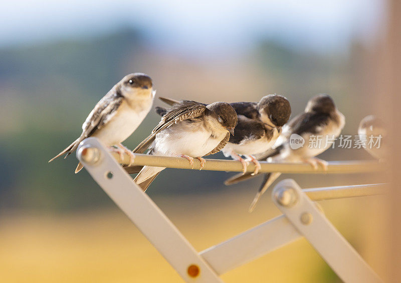 谷仓燕子(Hirundo rustica)在我的窗口靠近。躺在我的衣架上